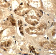 Immunocytochemistry - Anti-ATAD3B antibody (AB112563)