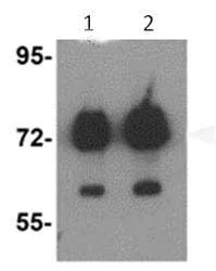 Western blot - Anti-ATAD3B antibody (AB112563)