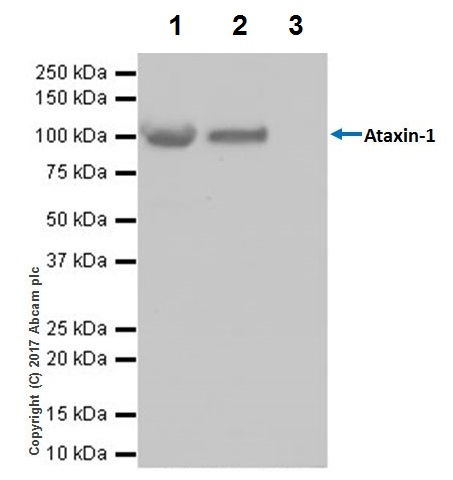 Immunoprecipitation - Anti-Ataxin 1 antibody [EPR19613] (AB201037)