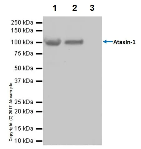 Immunoprecipitation - Anti-Ataxin 1 antibody [EPR19613] (AB201037)