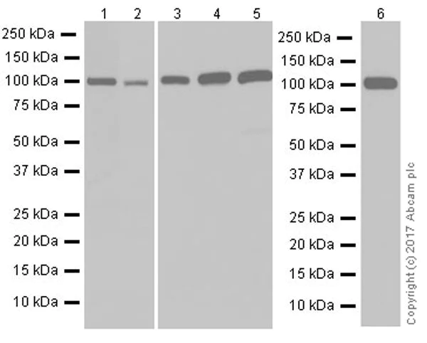 Western blot - Anti-Ataxin 1 antibody [EPR19613] (AB201037)
