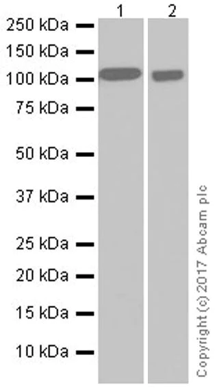 Western blot - Anti-Ataxin 1 antibody [EPR19613] (AB201037)