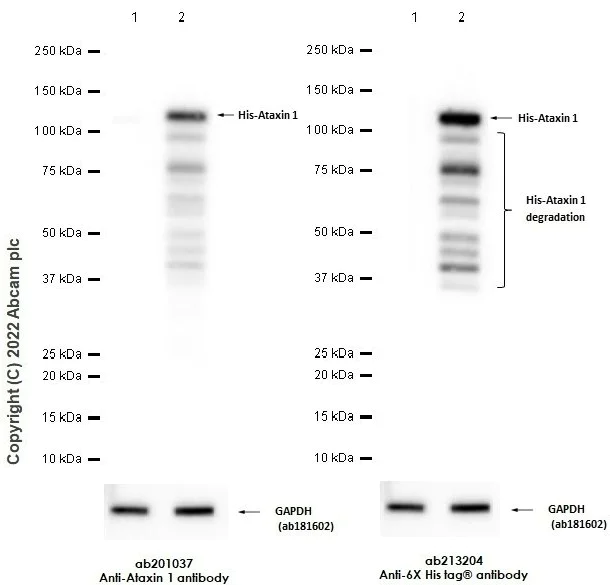 Western blot - Anti-Ataxin 1 antibody [EPR19613] - BSA and Azide free (AB225895)