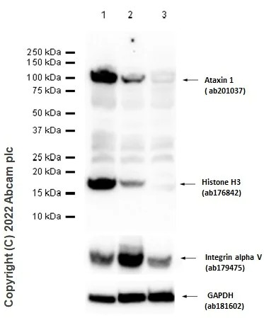 Western blot - Anti-Ataxin 1 antibody [EPR19613] - BSA and Azide free (AB225895)