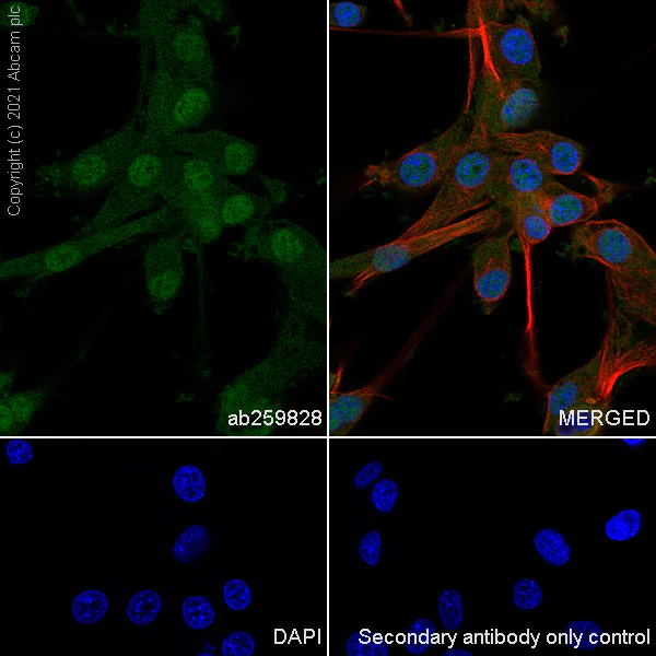 Immunocytochemistry/ Immunofluorescence - Anti-Ataxin 3 antibody [EPR24153-2] - BSA and Azide free (AB284865)