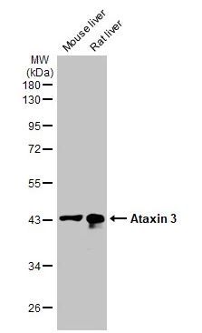 Western blot - Anti-Ataxin 3 antibody [HL1909] (AB308203), expandable thumbnail