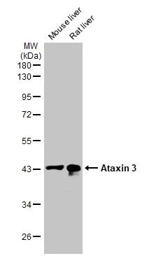 Western blot - Anti-Ataxin 3 antibody [HL1909] (AB308203)