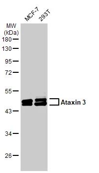 Western blot - Anti-Ataxin 3 antibody [HL1909] (AB308203), expandable thumbnail