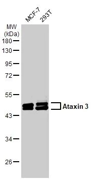 Western blot - Anti-Ataxin 3 antibody [HL1909] (AB308203)