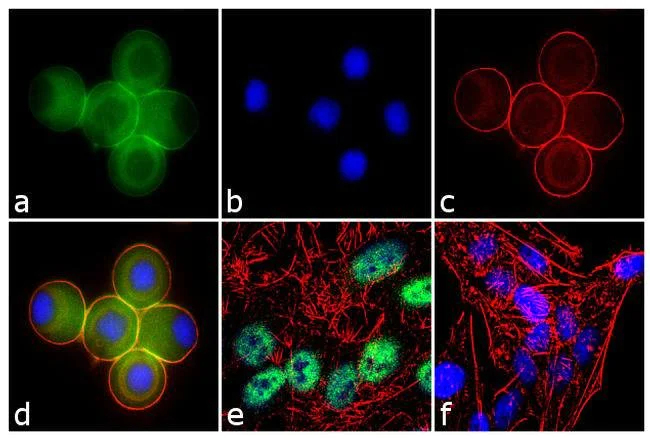 Immunocytochemistry/ Immunofluorescence - Anti-Ataxin 7 antibody (AB11434)
