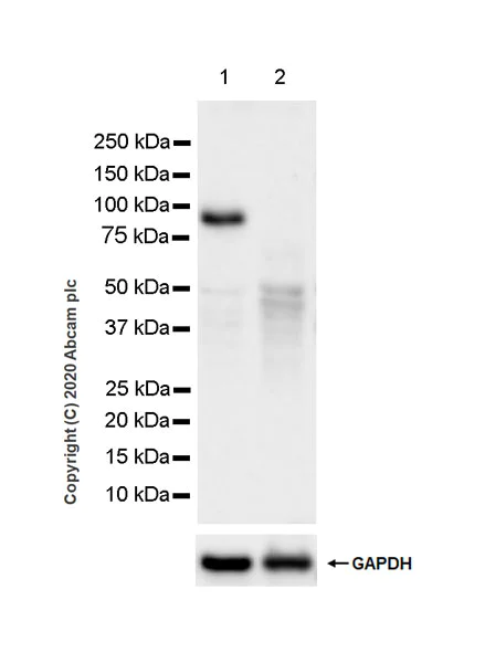 Western blot - Anti-Ataxin 7 antibody [EPR24136-89] (AB259829)