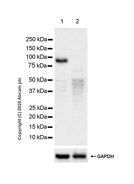 Western blot - Anti-Ataxin 7 antibody [EPR24136-89] - BSA and Azide free (AB278048), expandable thumbnail