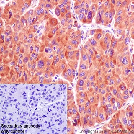 Immunohistochemistry (Formalin/PFA-fixed paraffin-embedded sections) - Anti-ATE1 antibody [EPR13667(2)] - BSA and Azide free (AB232619), expandable thumbnail