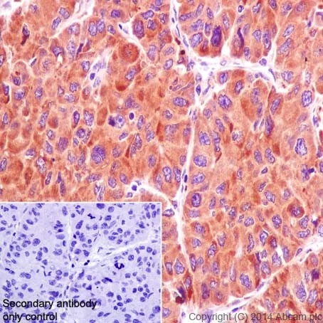 Immunohistochemistry (Formalin/PFA-fixed paraffin-embedded sections) - Anti-ATE1 antibody [EPR13667(2)] - BSA and Azide free (AB232619)