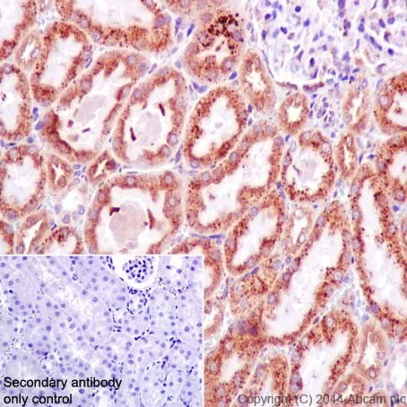 Immunohistochemistry (Formalin/PFA-fixed paraffin-embedded sections) - Anti-ATE1 antibody [EPR13667(2)] - BSA and Azide free (AB232619)