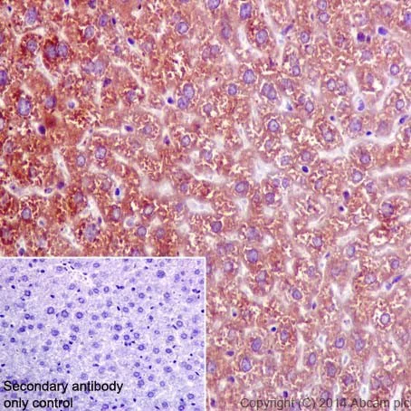Immunohistochemistry (Formalin/PFA-fixed paraffin-embedded sections) - Anti-ATE1 antibody [EPR13667(2)] - BSA and Azide free (AB232619)