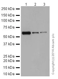 Western blot - Anti-ATE1 antibody [EPR13667(2)] - N-terminal (AB199423)