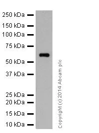 Western blot - Anti-ATE1 antibody [EPR13667(2)] - N-terminal (AB199423)