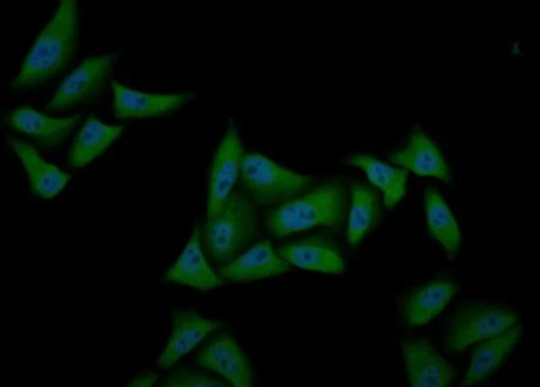 Immunocytochemistry/ Immunofluorescence - Anti-ATF-4 antibody (AB216839)