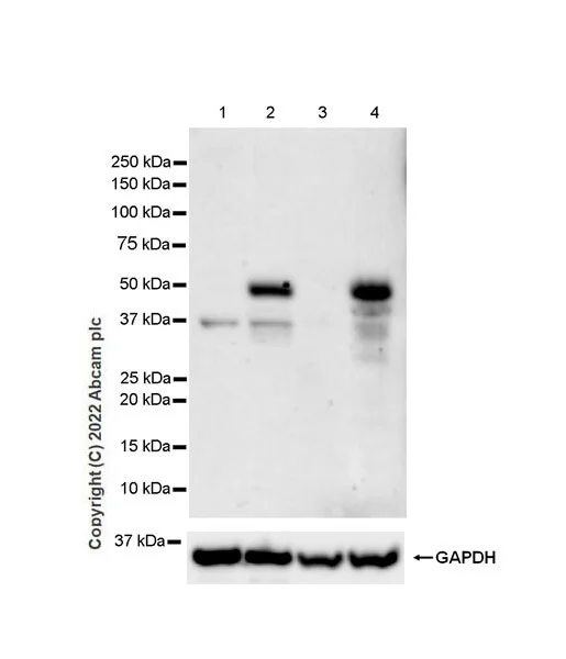 Western blot - Anti-ATF-4 antibody [EPR24346-182] - BSA and Azide free (AB289989)