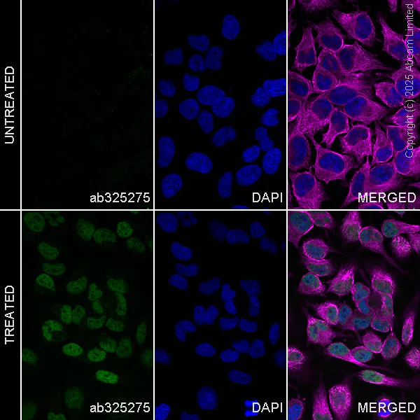 Immunocytochemistry/ Immunofluorescence - Anti-ATF-4 antibody [EPR30044-580] - BSA and Azide free (AB325277)