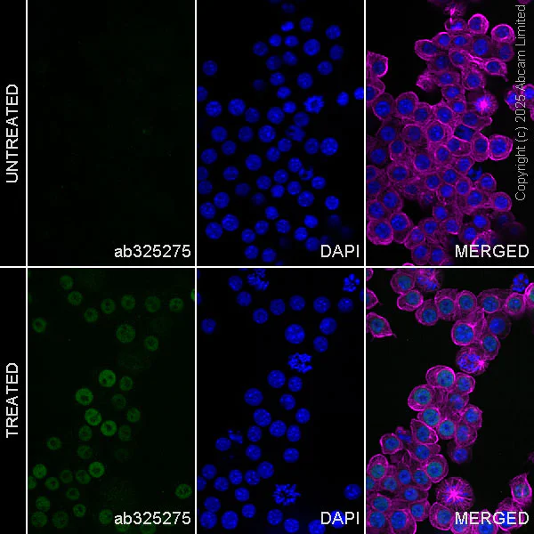 Immunocytochemistry/ Immunofluorescence - Anti-ATF-4 antibody [EPR30044-580] - BSA and Azide free (AB325277)