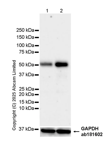 Western blot - Anti-ATF-4 antibody [EPR30044-580] - BSA and Azide free (AB325277)