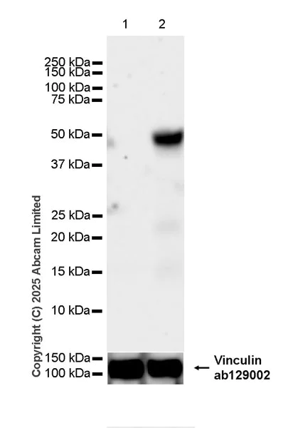 Western blot - Anti-ATF-4 antibody [EPR30044-580] - BSA and Azide free (AB325277)