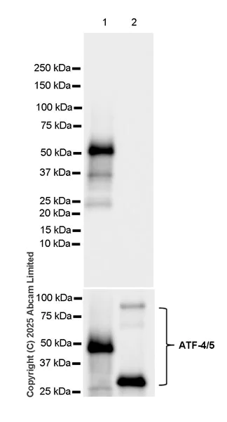 Western blot - Anti-ATF-4 antibody [EPR30044-580] - BSA and Azide free (AB325277)
