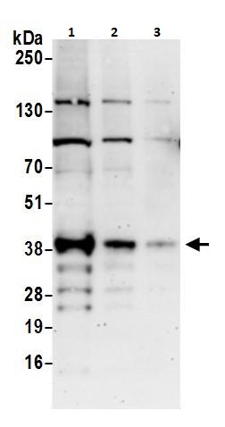Western blot - Anti-ATF1 antibody (AB264316), expandable thumbnail