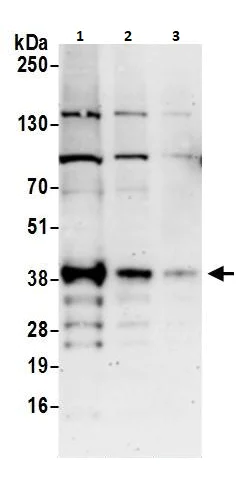 Western blot - Anti-ATF1 antibody (AB264316)