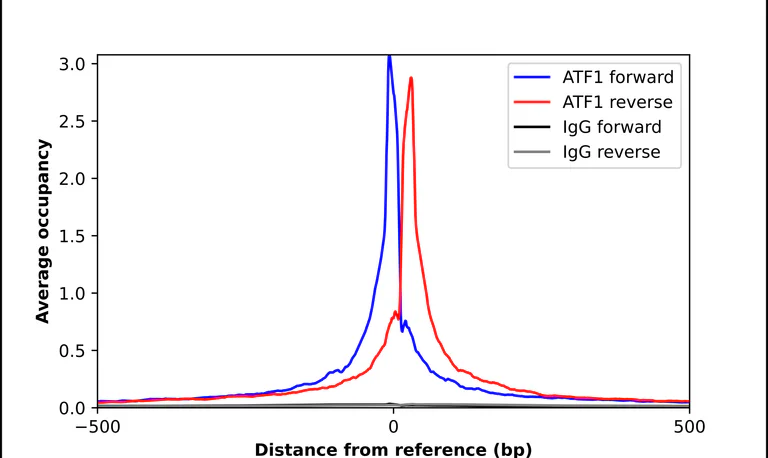 ChIP - Anti-ATF1 Antibody (AB327241)