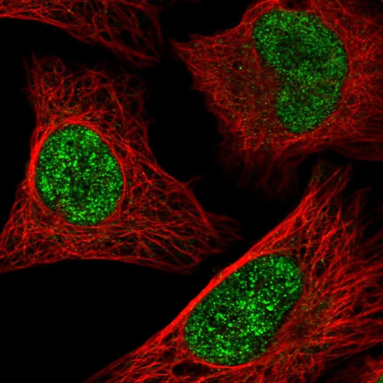 Immunocytochemistry/ Immunofluorescence - Anti-ATF1 Antibody (AB327241)