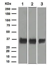 Western blot - Anti-ATF1 antibody [EPR1590(2)] (AB134104)