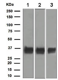Western blot - Anti-ATF1 antibody [EPR1590(2)] - BSA and Azide free (AB248685), expandable thumbnail