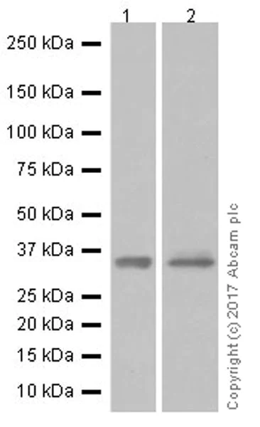 Western blot - Anti-ATF1 antibody [EPR17028] (AB181569)