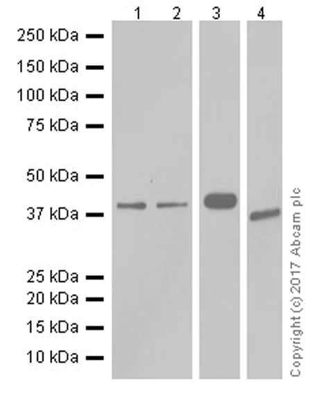 Western blot - Anti-ATF1 antibody [EPR17028] (AB181569)
