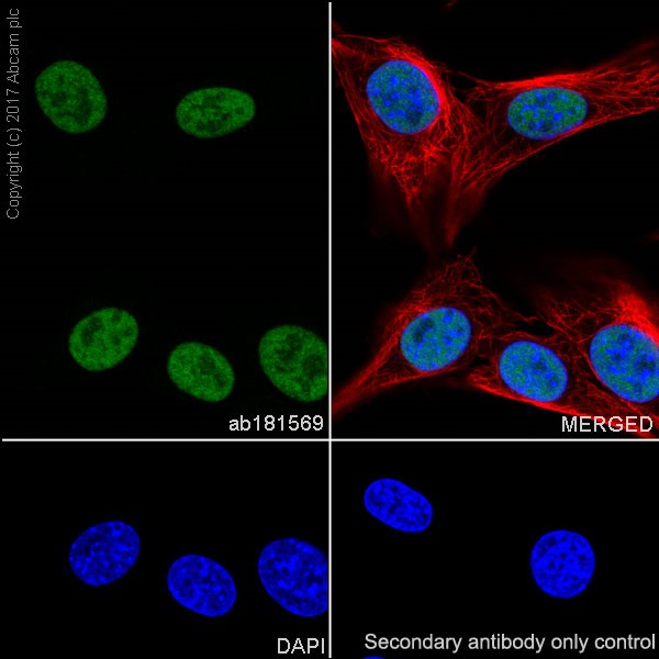 Immunocytochemistry/ Immunofluorescence - Anti-ATF1 antibody [EPR17028] - BSA and Azide free (AB240253), expandable thumbnail