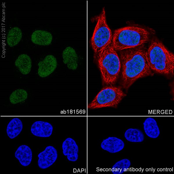 Immunocytochemistry/ Immunofluorescence - Anti-ATF1 antibody [EPR17028] - BSA and Azide free (AB240253), expandable thumbnail