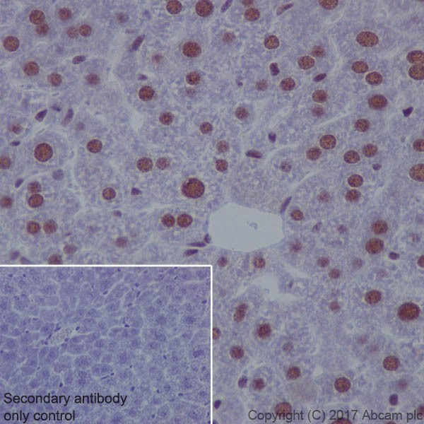Immunohistochemistry (Formalin/PFA-fixed paraffin-embedded sections) - Anti-ATF1 antibody [EPR17028] - BSA and Azide free (AB240253), expandable thumbnail