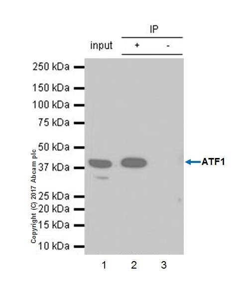 Immunoprecipitation - Anti-ATF1 antibody [EPR17028] - BSA and Azide free (AB240253), expandable thumbnail
