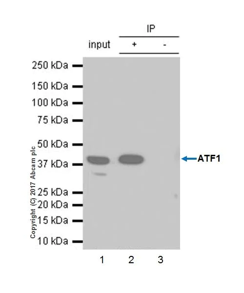 Immunoprecipitation - Anti-ATF1 antibody [EPR17028] - BSA and Azide free (AB240253)