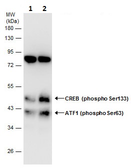 Western blot - Anti-ATF1 (phospho S63) antibody (AB226812)