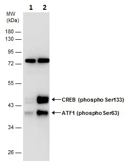 Western blot - Anti-ATF1 (phospho S63) antibody (AB226812)