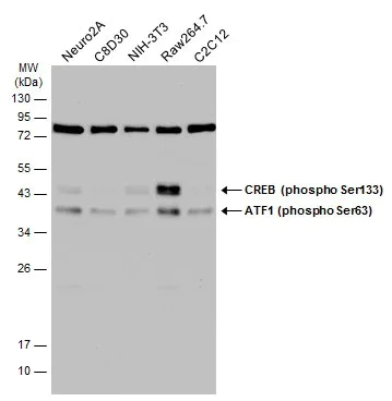 Western blot - Anti-ATF1 (phospho S63) antibody (AB226812)