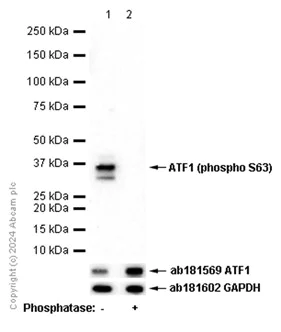 Western blot - Anti-ATF1 (phospho S63) antibody [EP1591(2)Y] - BSA and Azide free (AB284738)