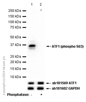 Western blot - Anti-ATF1 (phospho S63) antibody [EP1591(2)Y] - BSA and Azide free (AB284738)
