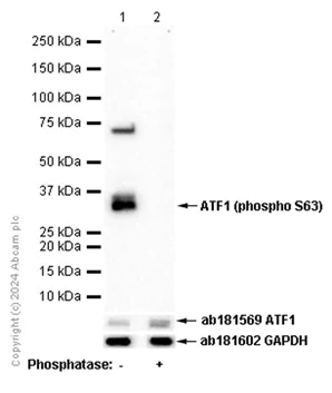 Western blot - Anti-ATF1 (phospho S63) antibody [EP1591(2)Y] - BSA and Azide free (AB284738)