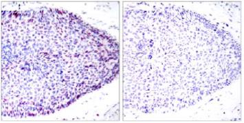 Immunohistochemistry (Formalin/PFA-fixed paraffin-embedded sections) - Anti-ATF2 antibody (AB131484)