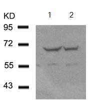 Western blot - Anti-ATF2 antibody (AB131484)